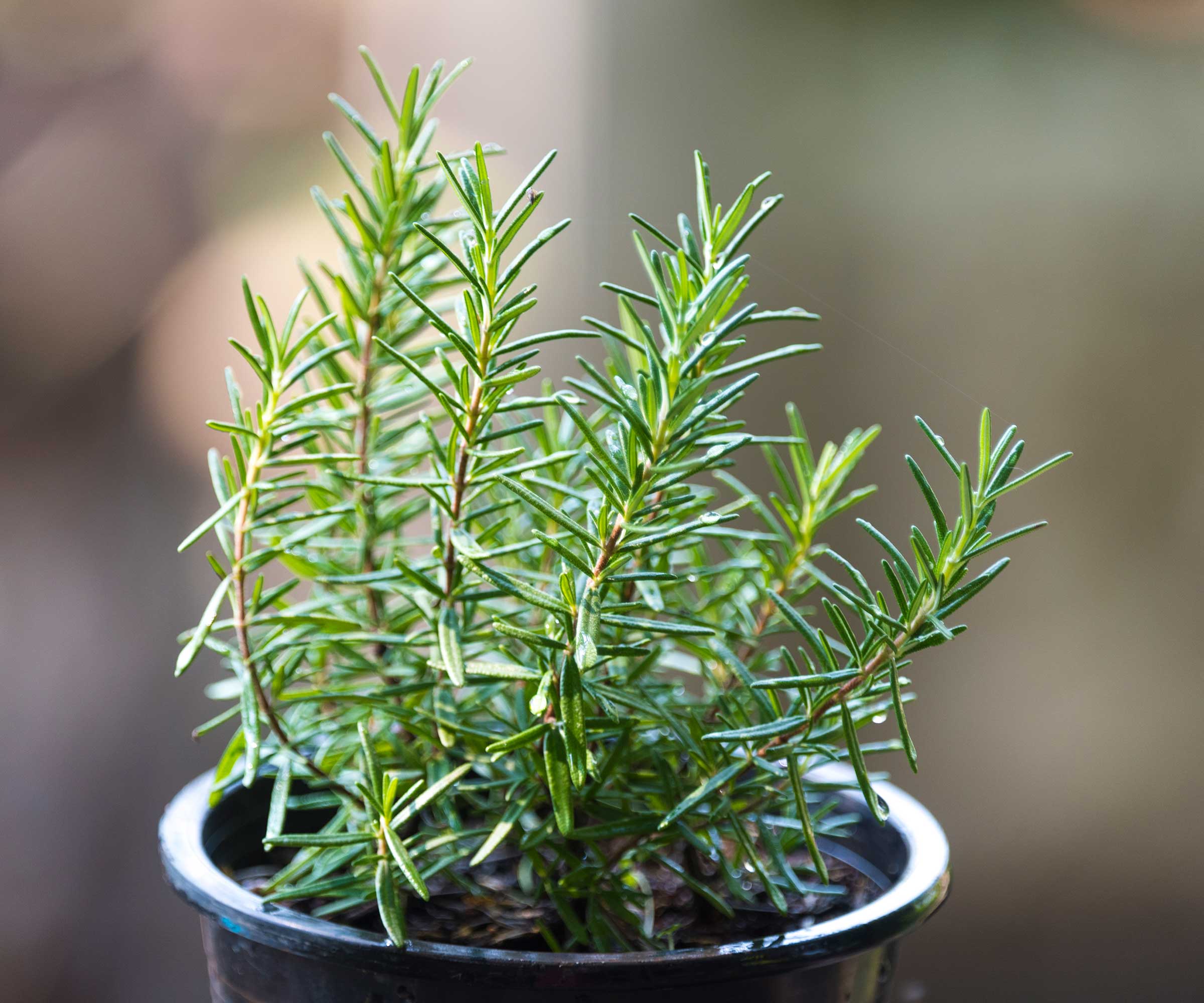 Growing Rosemary Indoors Under Lights At Matilda Neil Blog Growing Rosemary Indoors Under Lights At Matilda Neil Blog