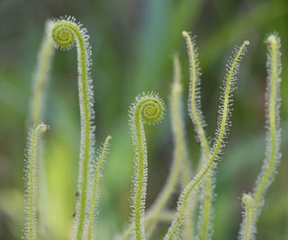 thread-leaved sundew