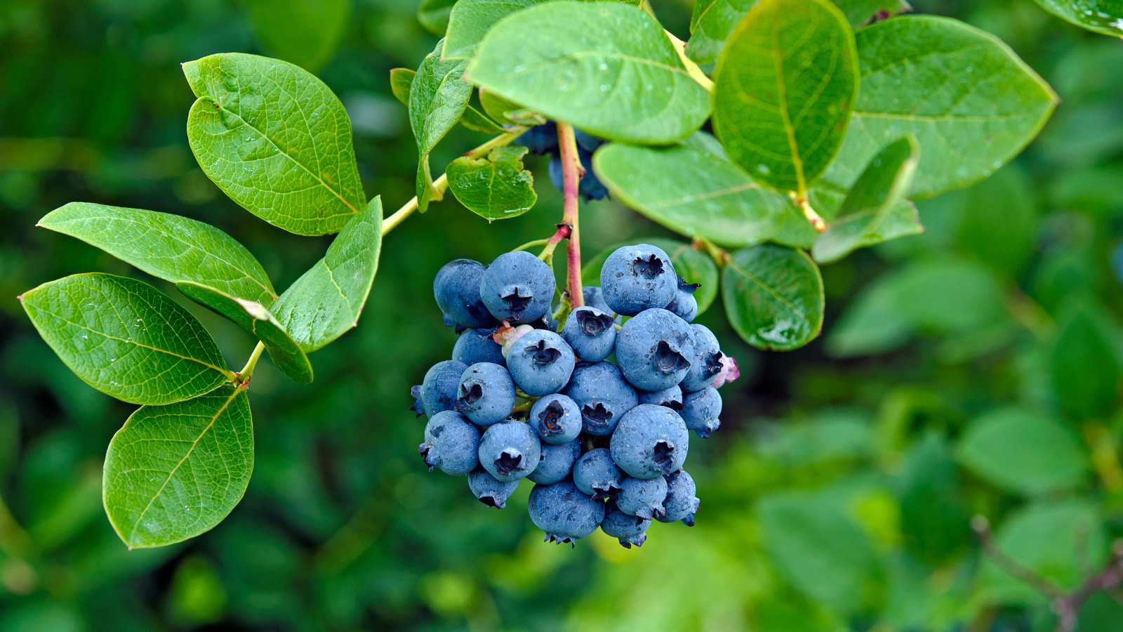 A ripe cluster of blueberries hanging on a branch 