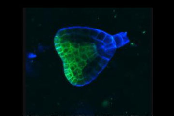 miRNAs control gene expression in many organisms, including humans, mice, flies and this plant embryo. Short pieces of RNA in the bottom half (blue) make sure that shoot-forming genes are expressed only in the embryo's top half (green).