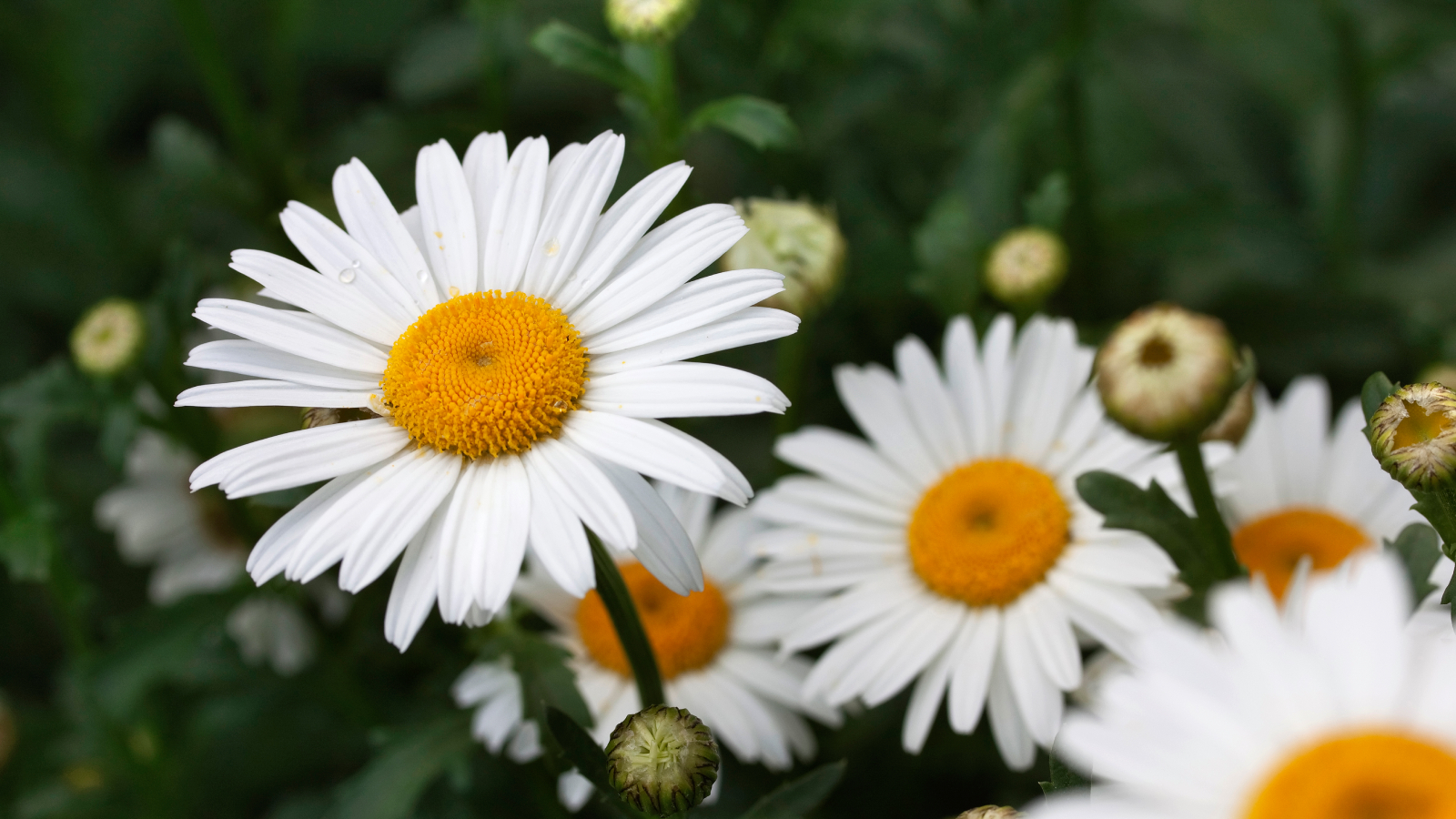 White Shasta daisies