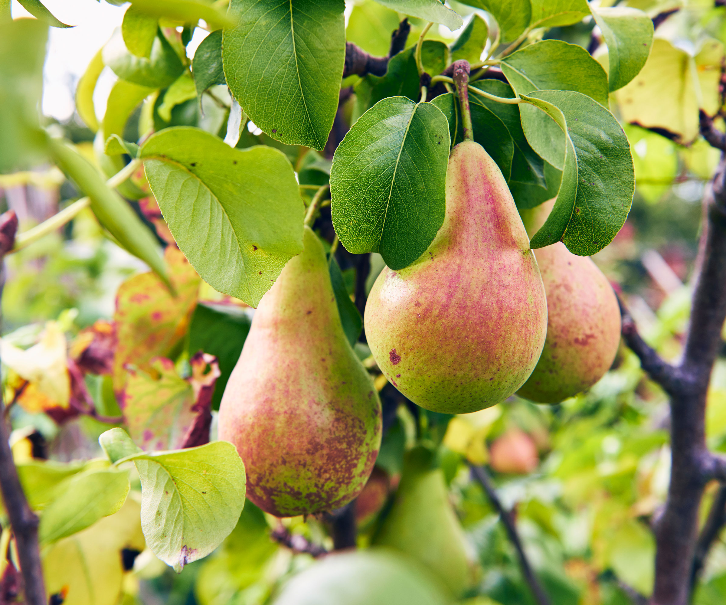 pear fruits growing on tree