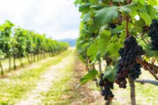 bigstock-bunch-of-ripe-grapes-in-the-vi-188566417.jpg