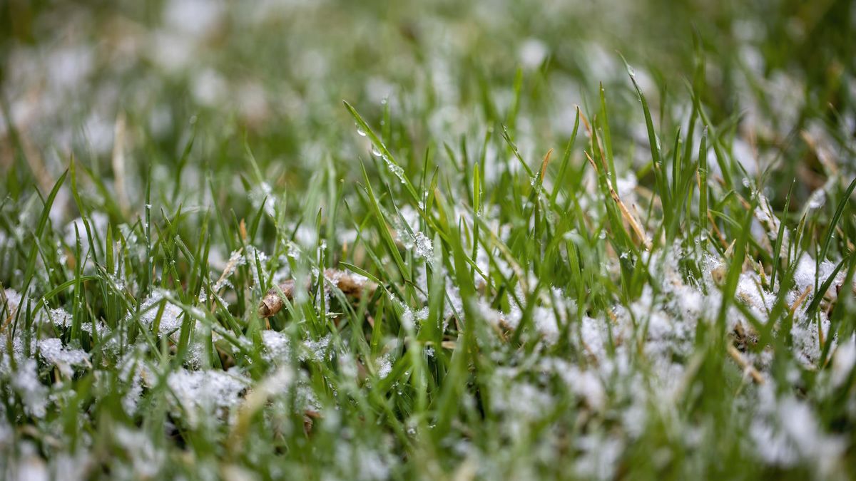 Should you be using winter lawn fertilizers? Expert advice on when - and when not - to apply a lawn nutrient boost