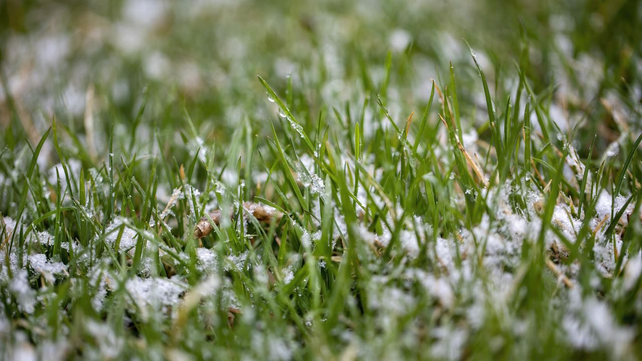 A frozen lawn in winter