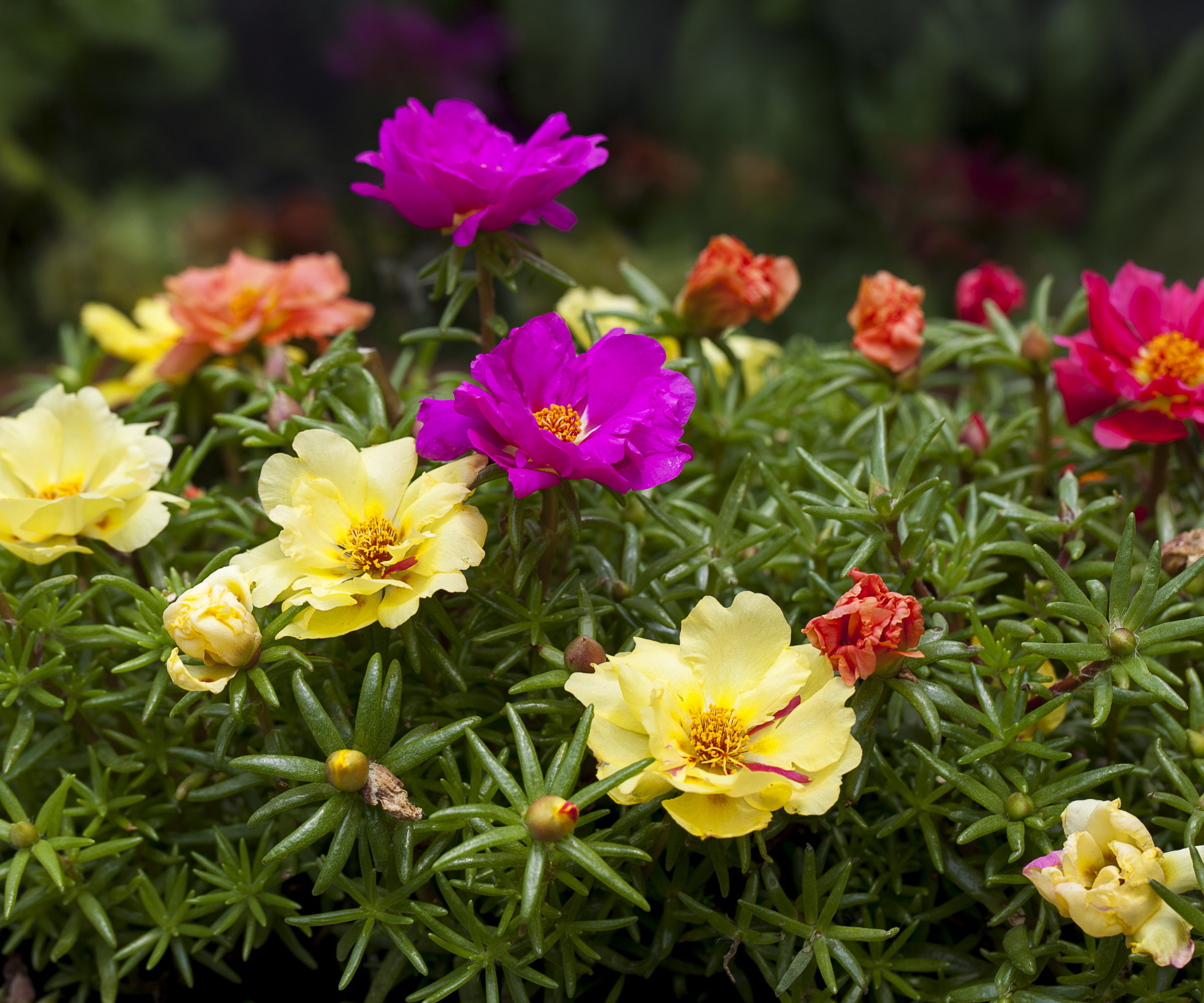 A portulaca plant covered in pink, yellow, red, and orange flowers