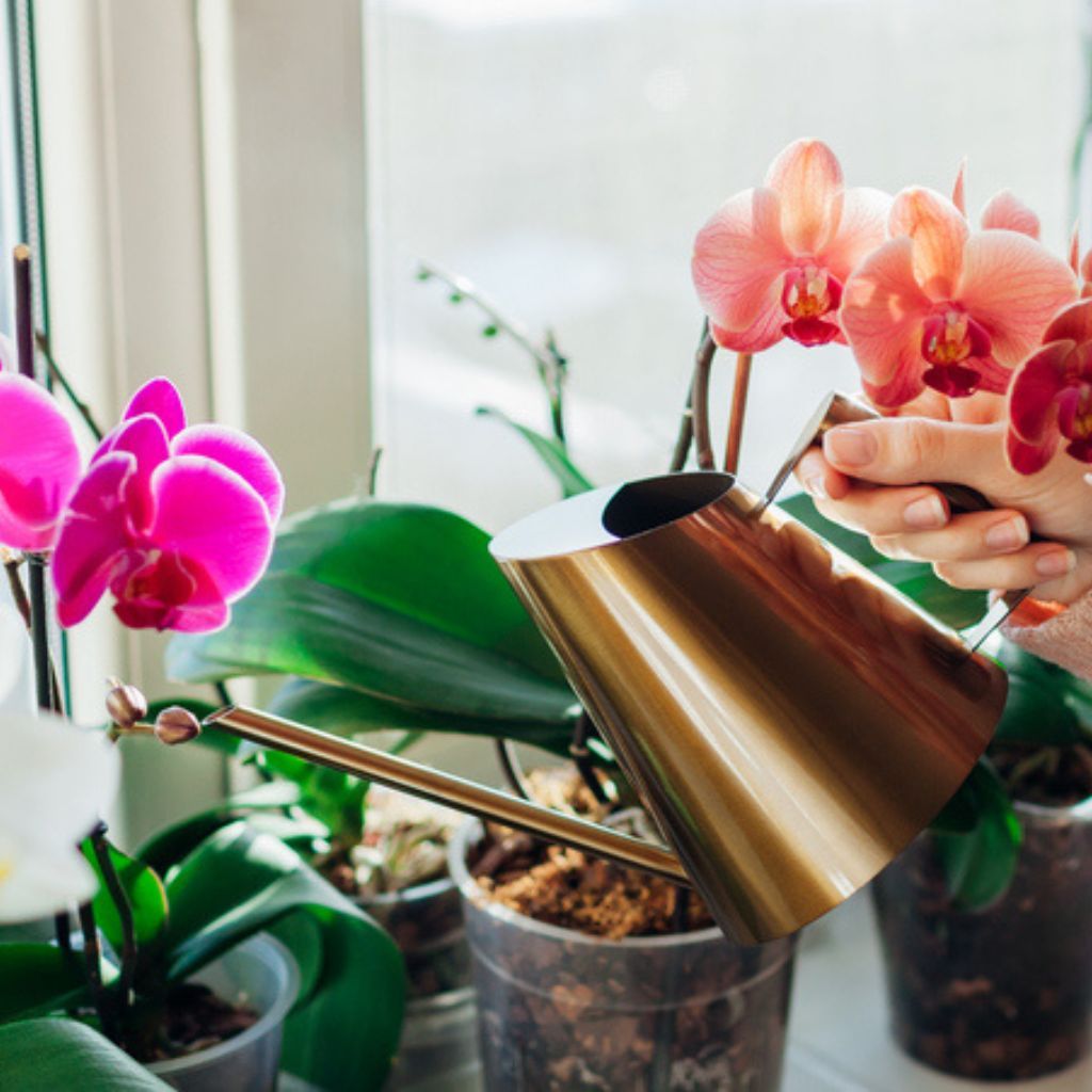 Top 10 Questions About Orchids | Gardening Know How