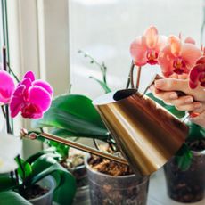 Watering Orchid Houseplants on Windowsill