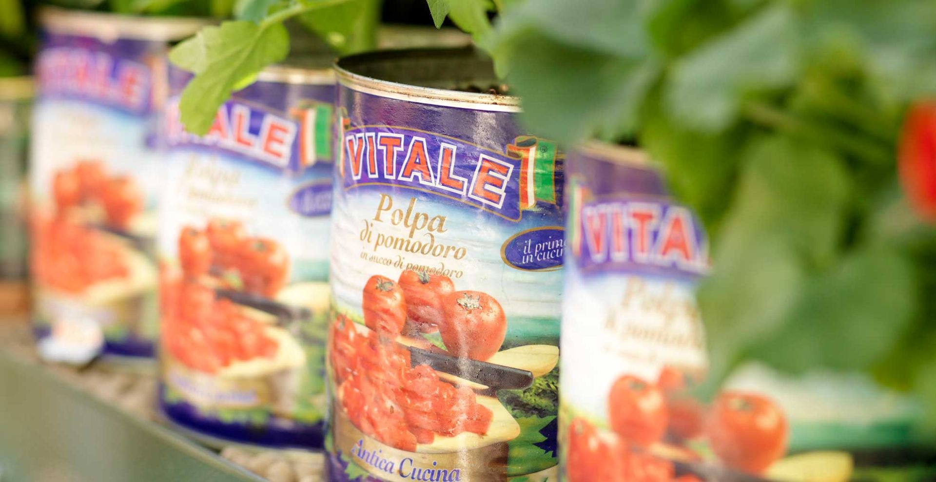 Empty tomato tins used as planters suggesting a sustainable garden idea