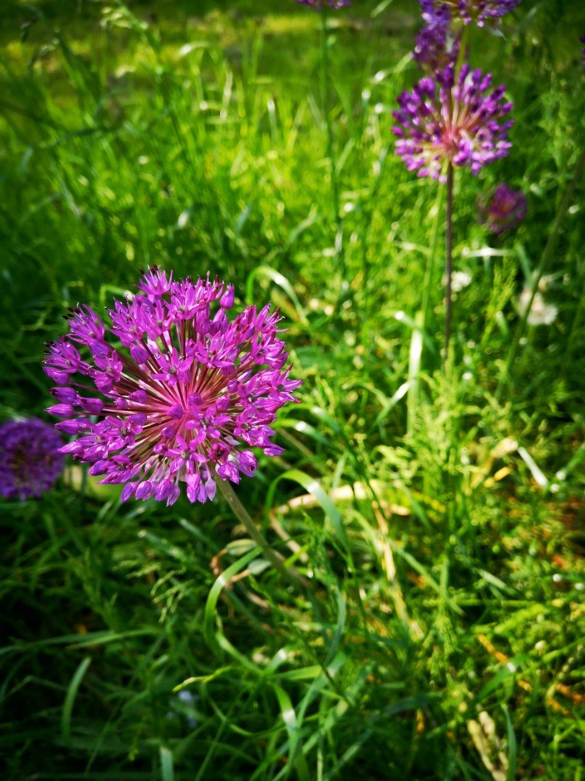 Purple Knapweeds