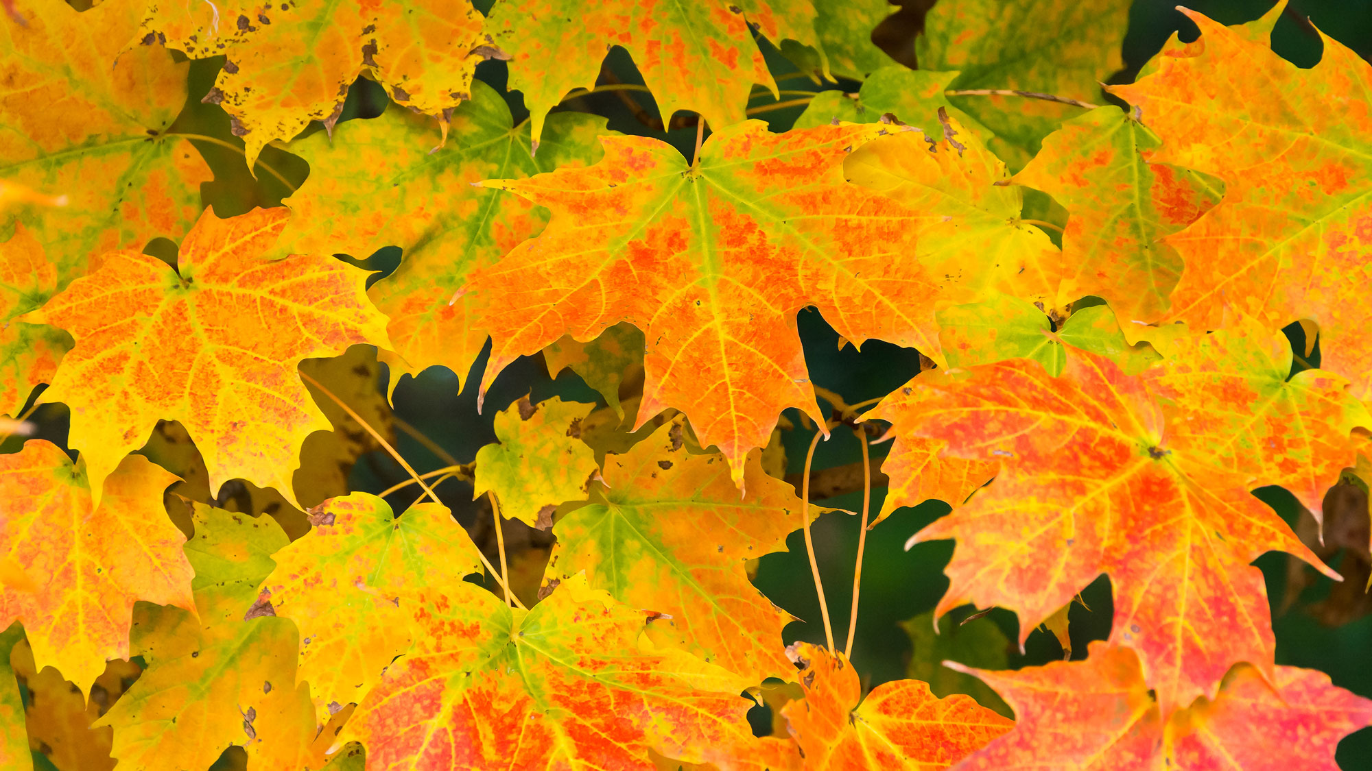 sugar maple leaves in shades of yellow green orange and red