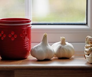 Two garlic bulbs on a sunny windowsill