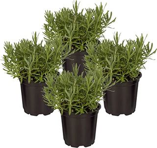 4 lavender plants in black pots