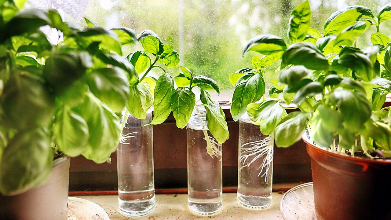 Growing basil in water on windowsill