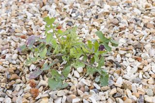A gravel garden with a weed