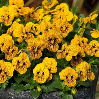 Yellow and black violas make for wonderful winter flowers