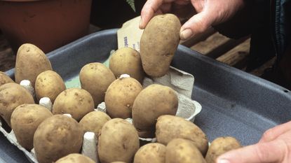 Potatoes chitting in an egg tray