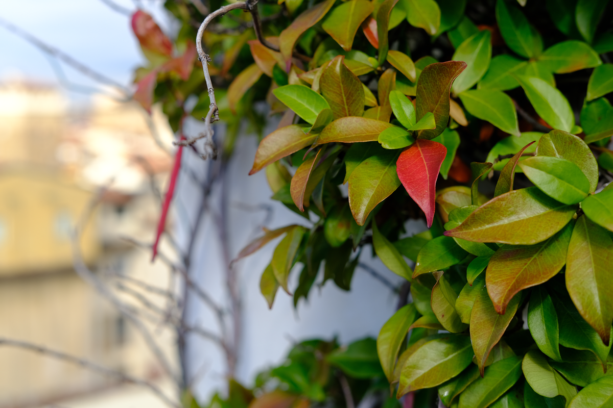 Fujifilm X-Pro3