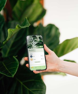 person using Planta app on houseplant