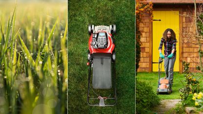 Can you mow wet grass Experts warn of the possible risks Homes Gardens