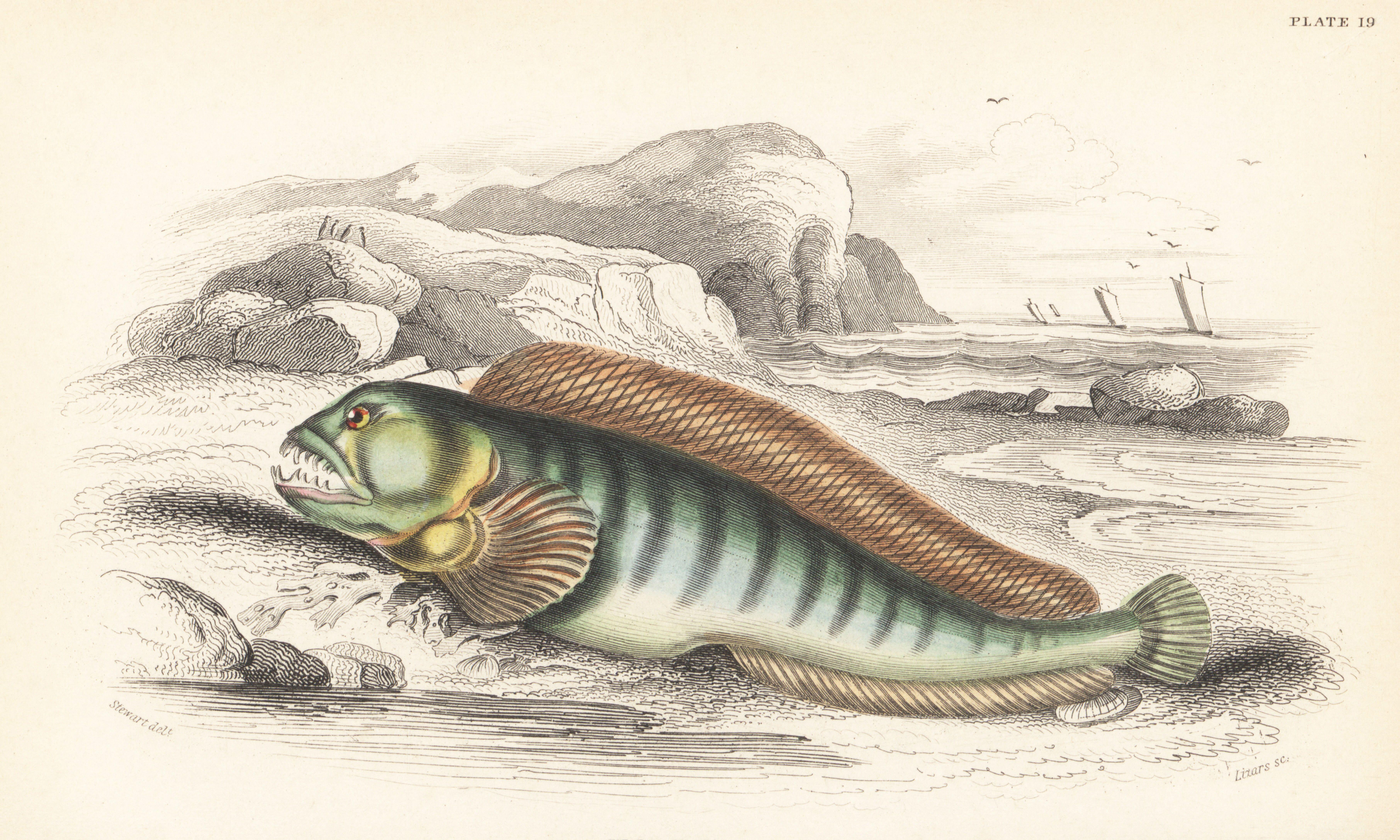 Antique fish illustration