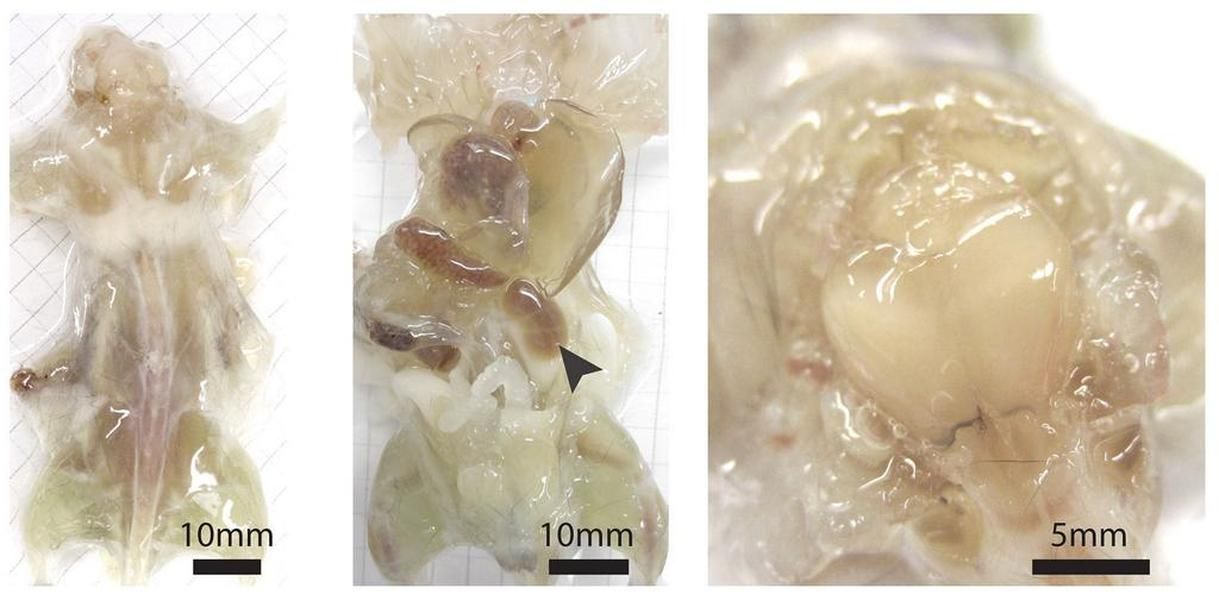 See-through mice created by scientists look creepy, but could lead to medical breakthroughs