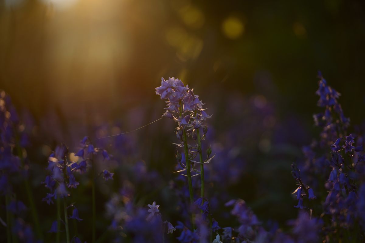 Bluebell woodland scene