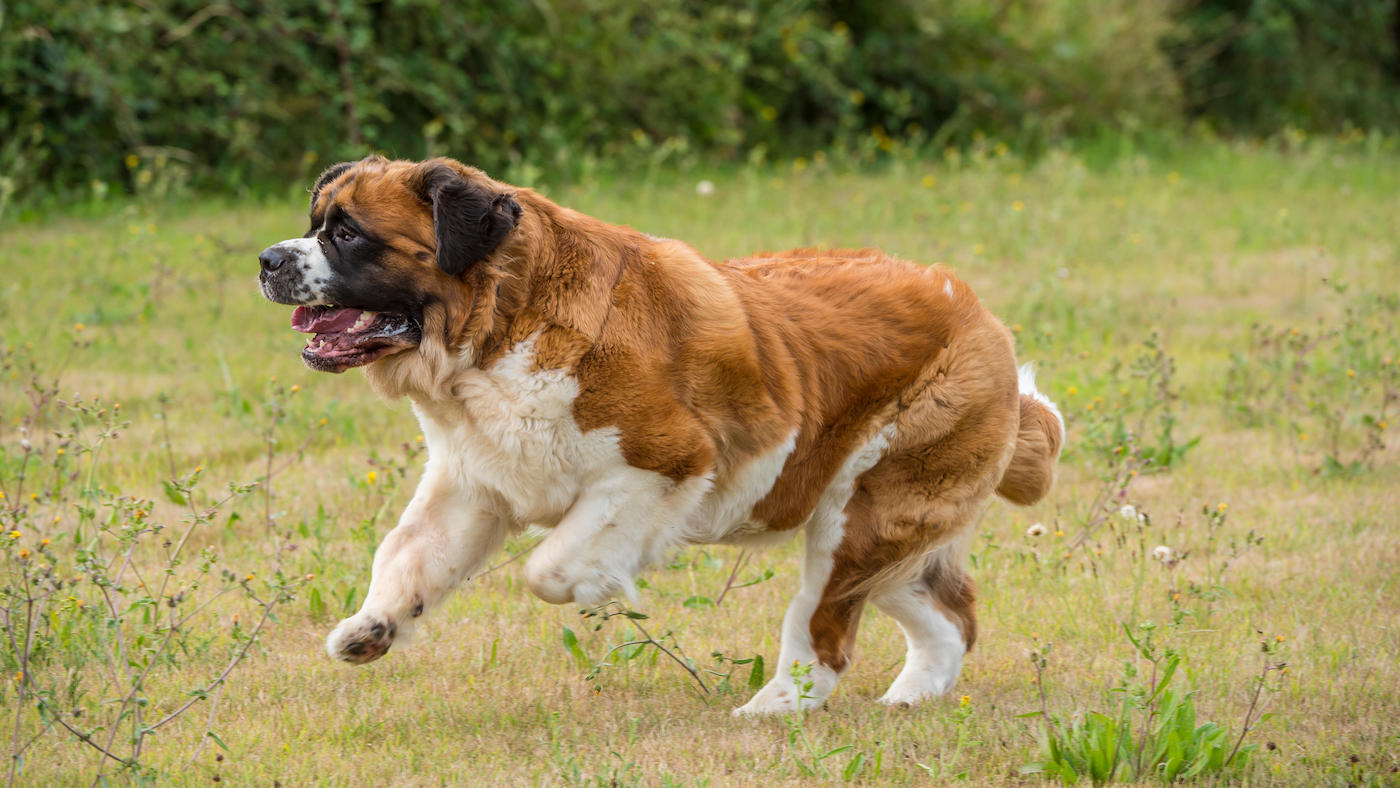 St Bernard Dog Running