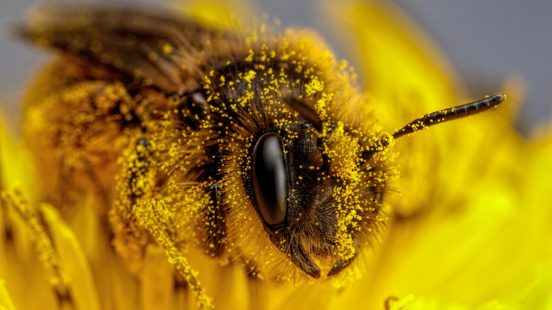 A close up of a bee on a flower.