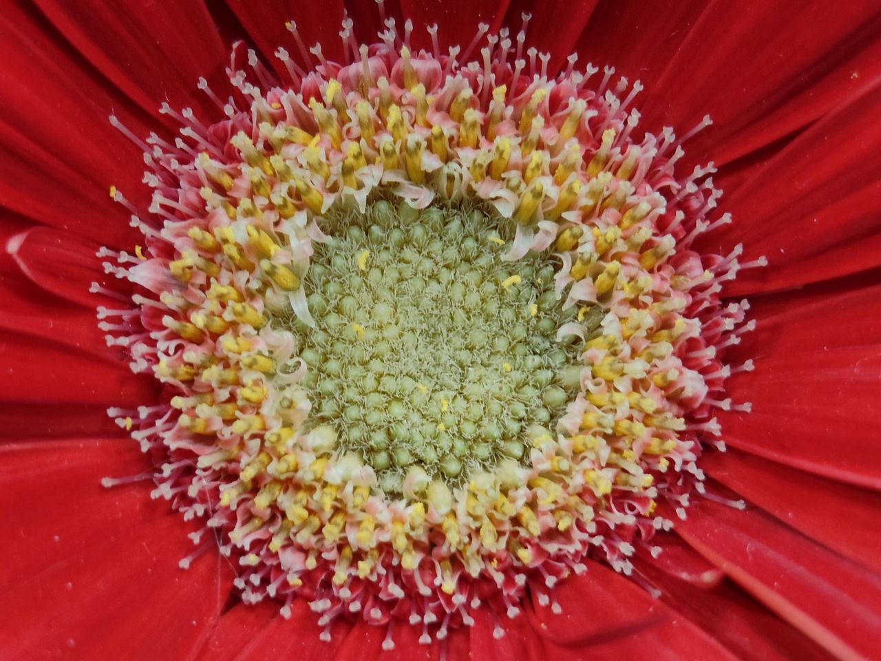 Nothing Phone 3a Pro macro sample.