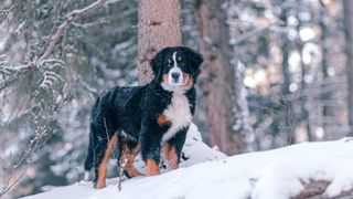 Bernese Mountain dog