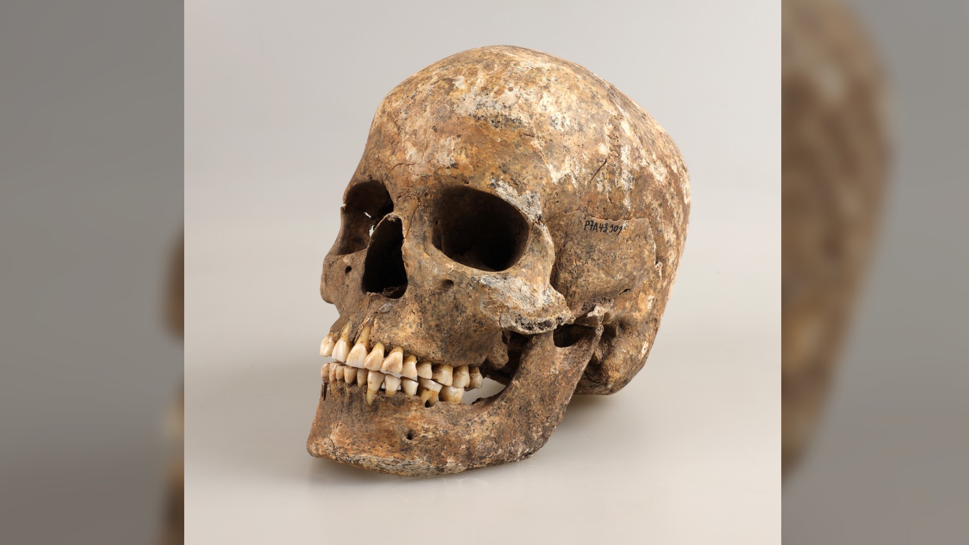 Skull of a woman from Bronze Age Bohemia discovered in Mikulovice near Pardubice, Czech Republic.