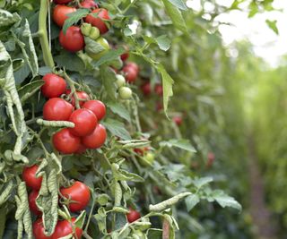 Tomatoes growing on an indeterminate tomato plant in a greenhouse