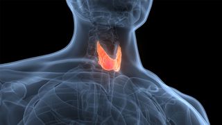 a 3D illustration shows the throat and upper torso of a male patient, with the thyroid gland highlighted in orange