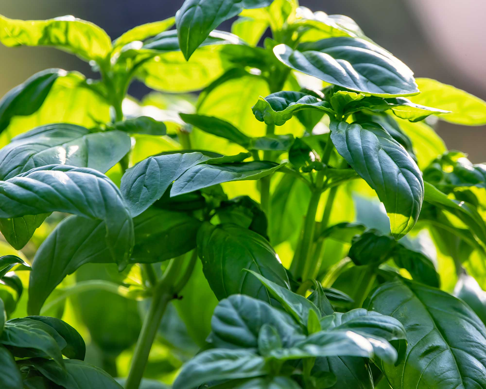 basil leaves on healthy plant
