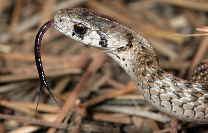 explainer-why-do-snakes-flick-their-tongues-live-science