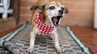 Small mixed breed dog barking