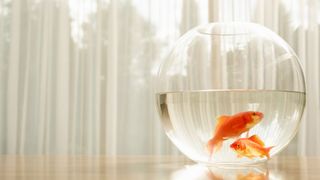 Two goldfish in bowl