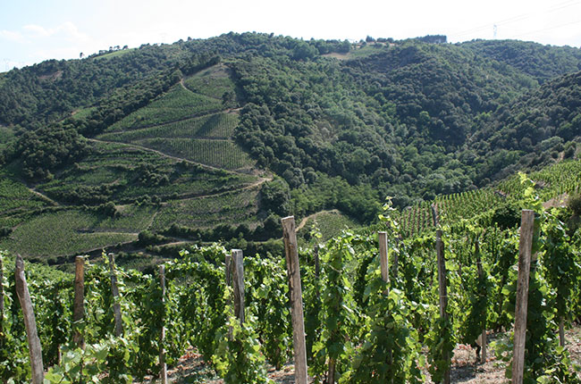 Vineyards on the slopes of Cornas, jefford