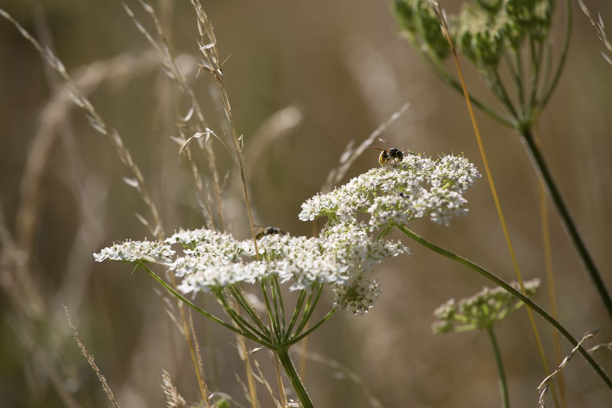 Jardin animalier : comment en créer un et quoi planter