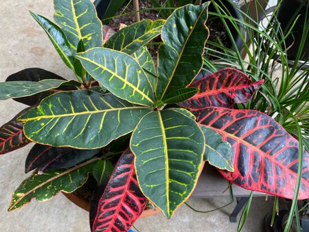 Croton Plant With Green And Red Leaves