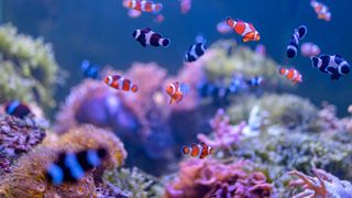 Clown fish, white and orange and black and white in color, swimming in a fish tank