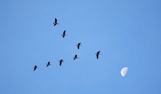 birds-v-formation-100915-02