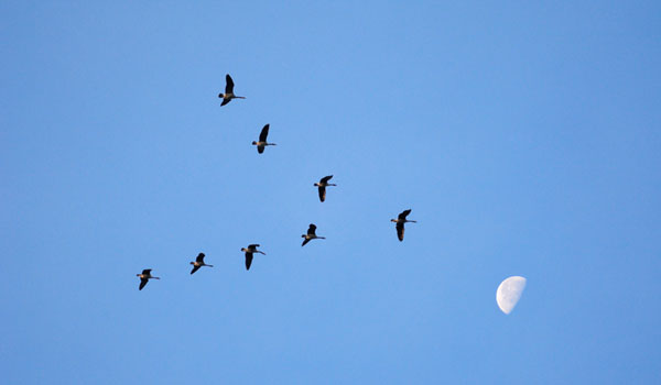 Why Do Bird Flocks Move in Unison?