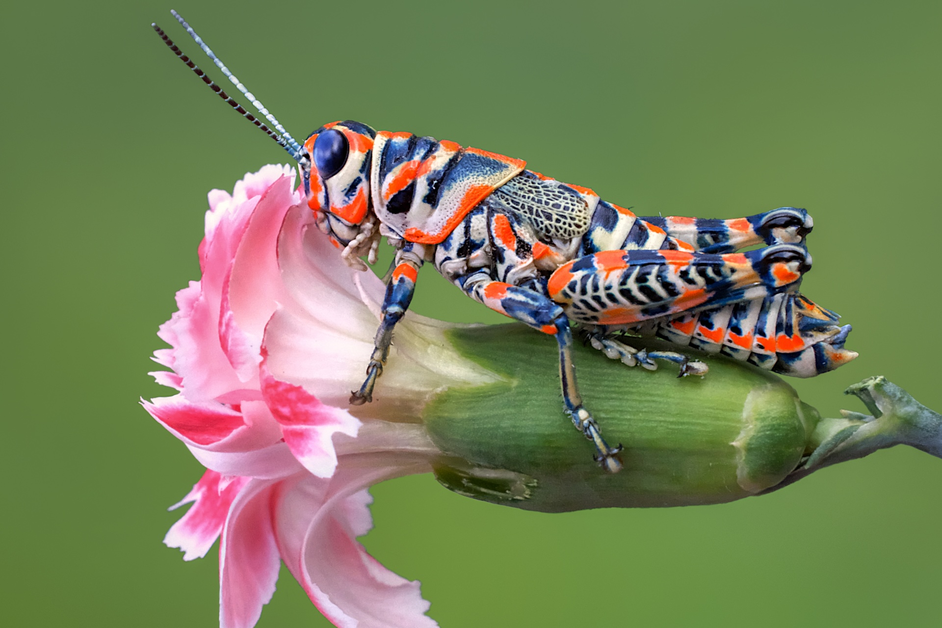 a rainbow grasshopper sitting on a flower