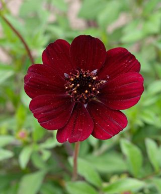 Cosmos atrosanguineus