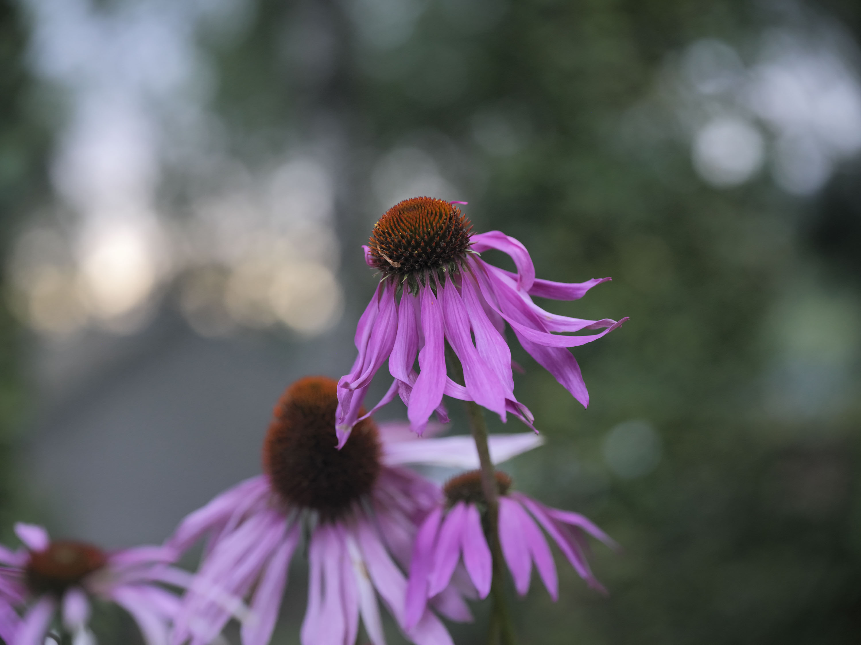 Sample images taken with the Hasselblad X2D II 100C