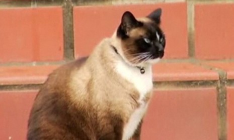Dusty, or "Klepto" as he is known in the neighborhood, has stolen about 600 items from nearby homes.