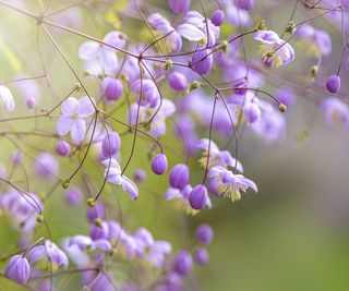 Thalictrum Meadow Rue