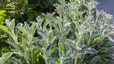 Silver foliage of stachys along the edge of a path